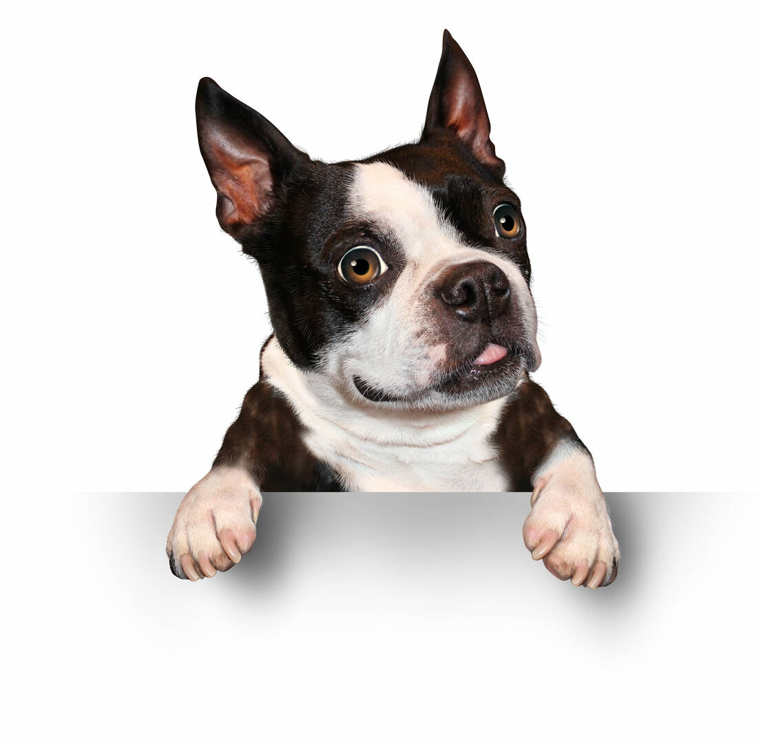 Puppy Connector