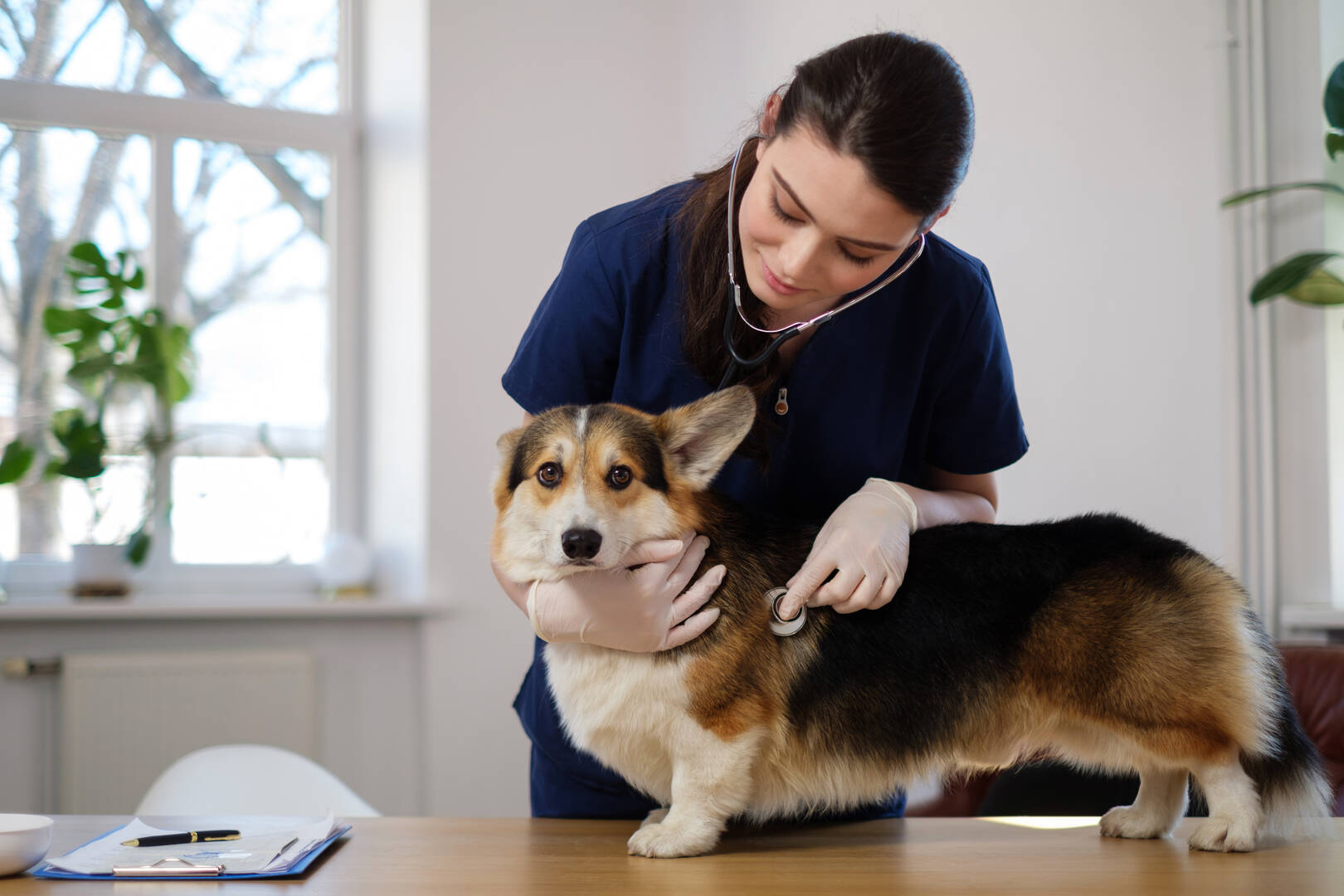 Haverford Animal Hospital
