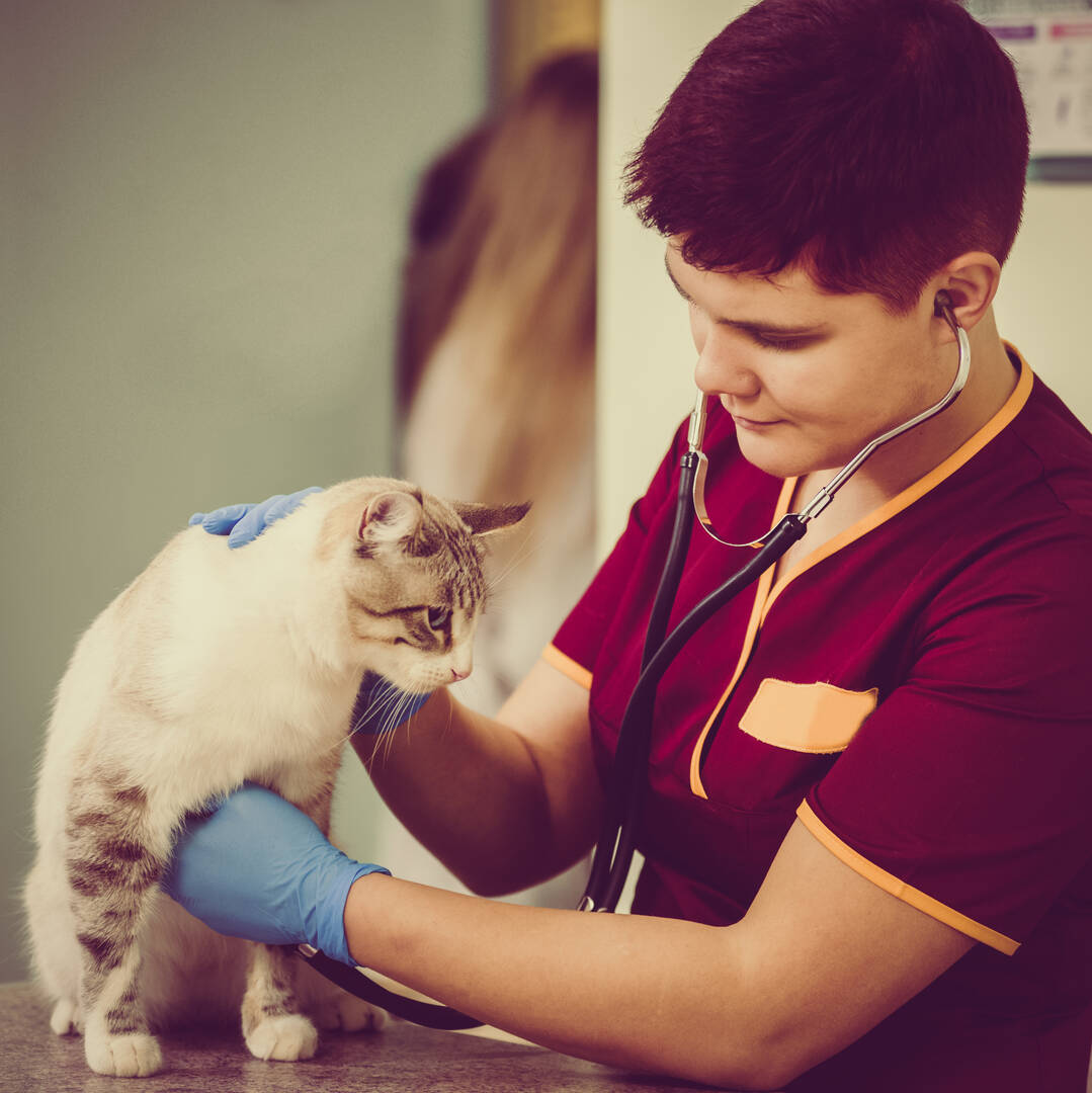 Great Southern Animal Hospital