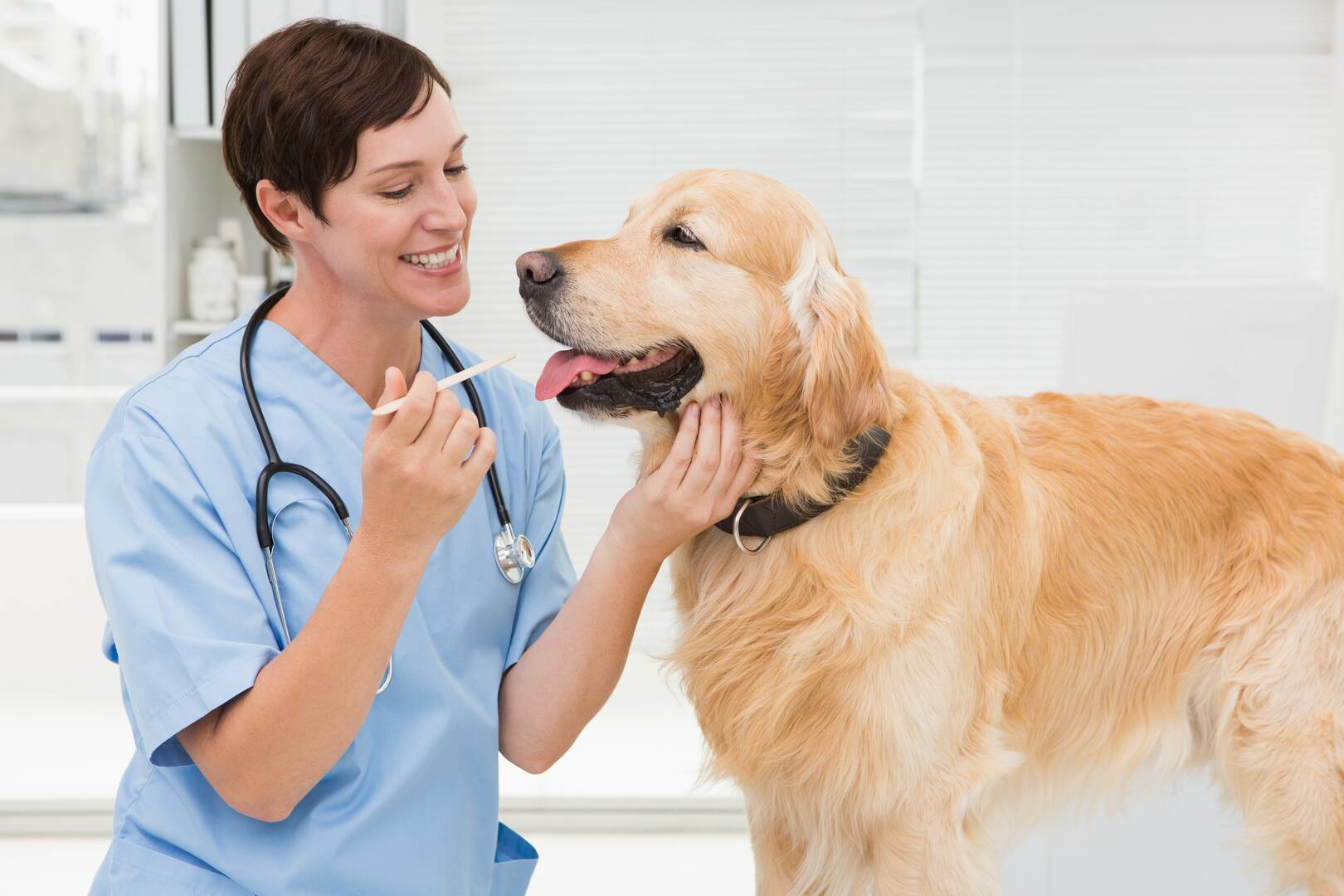 Angel Pet Hospital