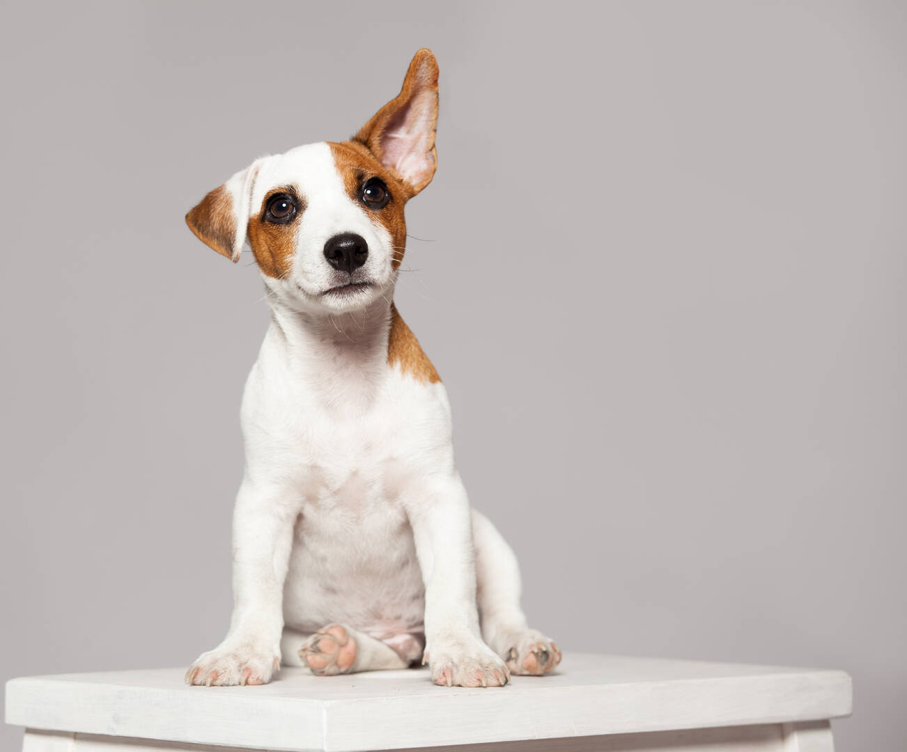 Melton Veterinary Clinic