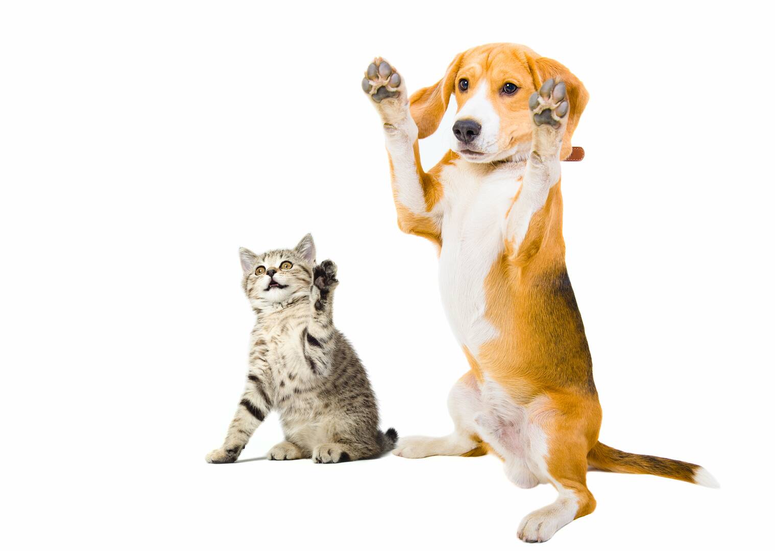 Beaver Dam Veterinary Clinic