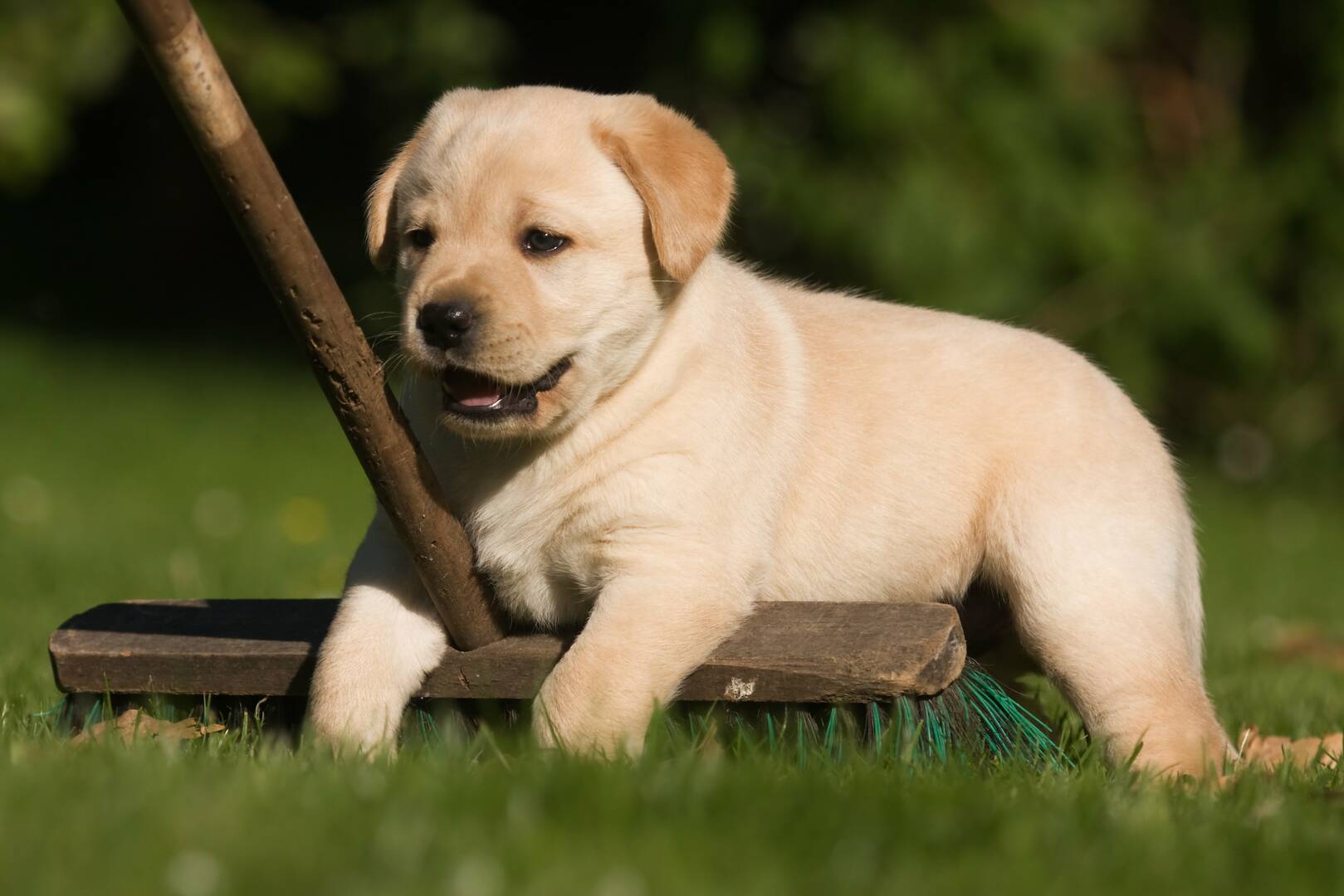 Scoopy Poo